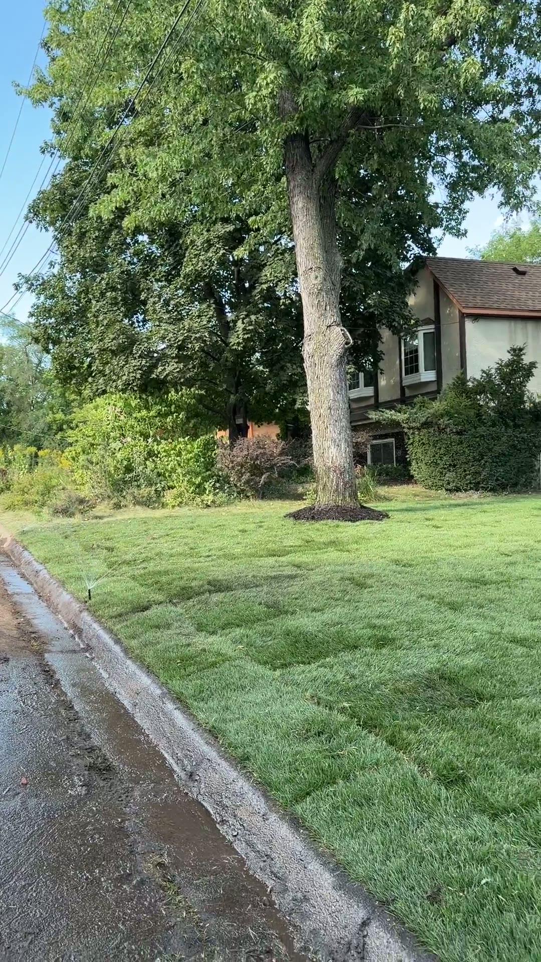 Fresh sod install and watering