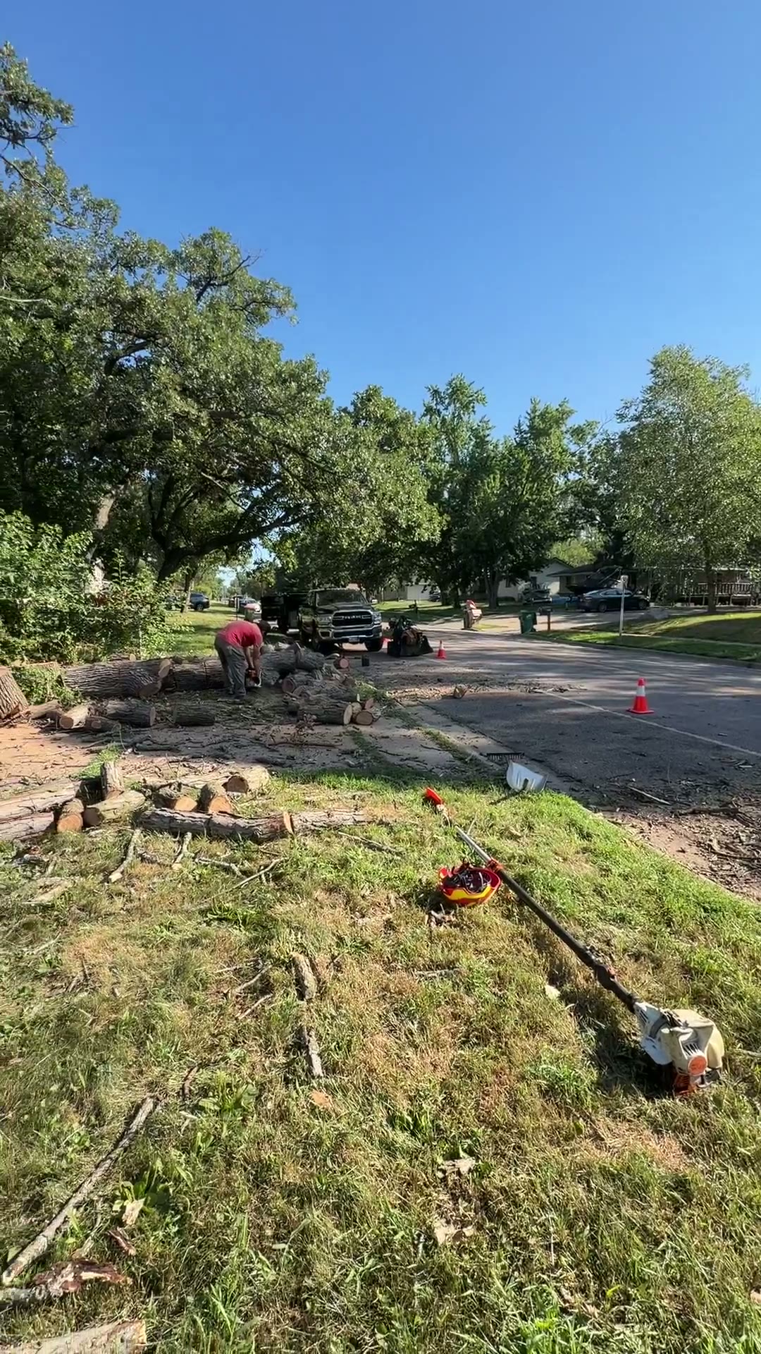 Tree removal and cleanup