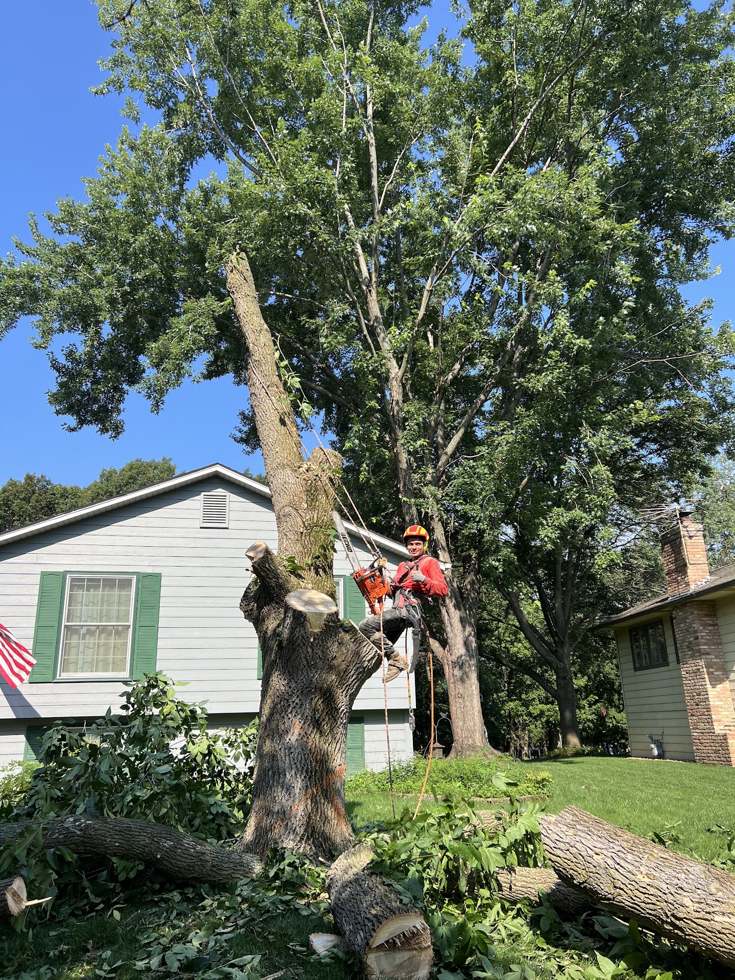 A Quintanilla crew member climbing a tree with professional rigging during a tree removal job