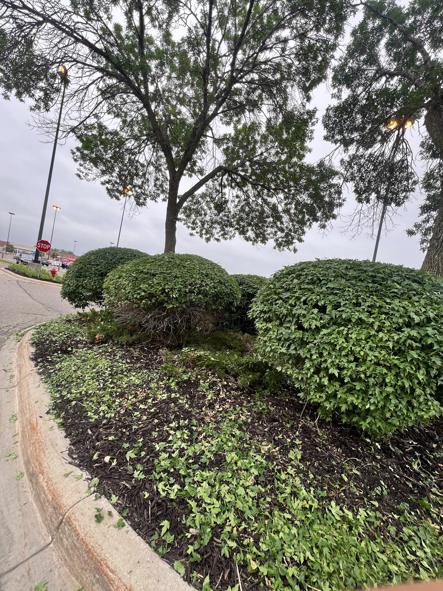 Manicured landscaping and clean curb lines at a commercial entrance maintained by Quintanilla