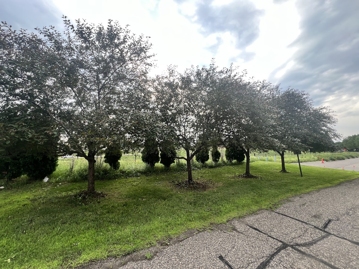 A healthy tree-lined lawn maintained by Quintanilla