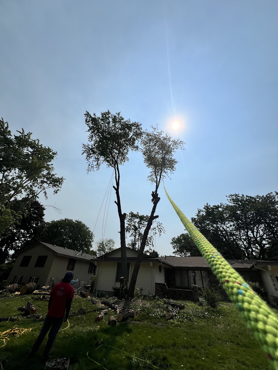 A Quintanilla crew member rigging a tree for controlled removal
